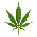 Fresh Cannabis Leaf